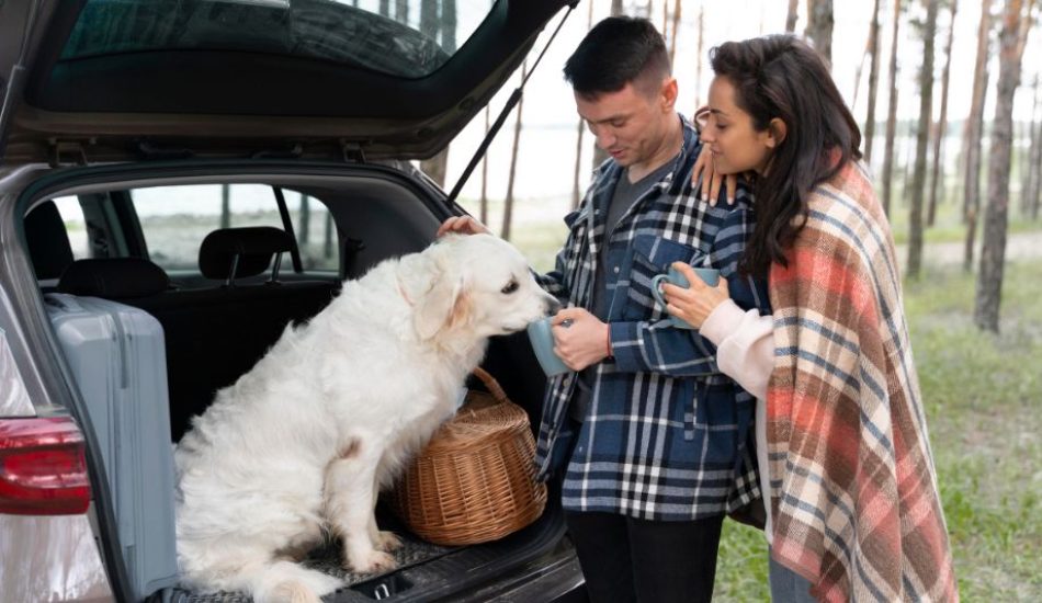 tips viajar mascota auto